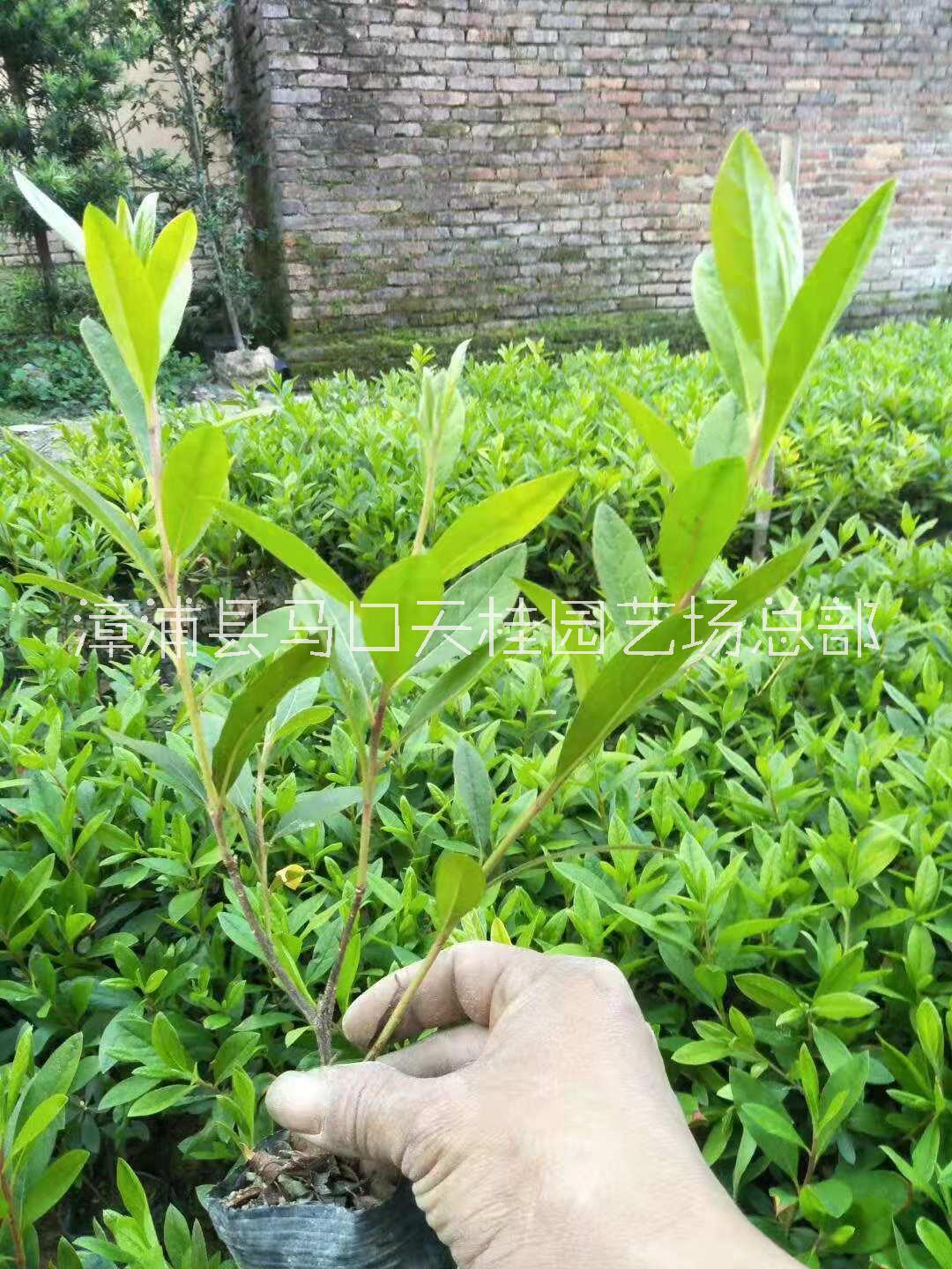 基地直銷常綠灌木毛杜鵑 綠化工程供應(yīng) 毛杜鵑大量批發(fā)