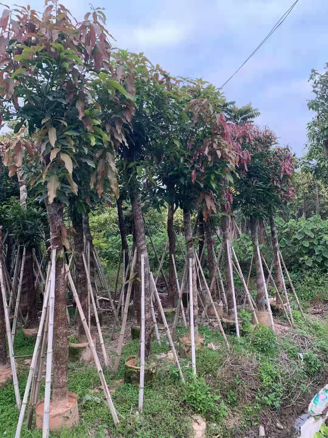 金煌芒果樹 臺農(nóng)桂七四季芒貴妃芒凱特芒果樹地栽盆栽 一件代發(fā)