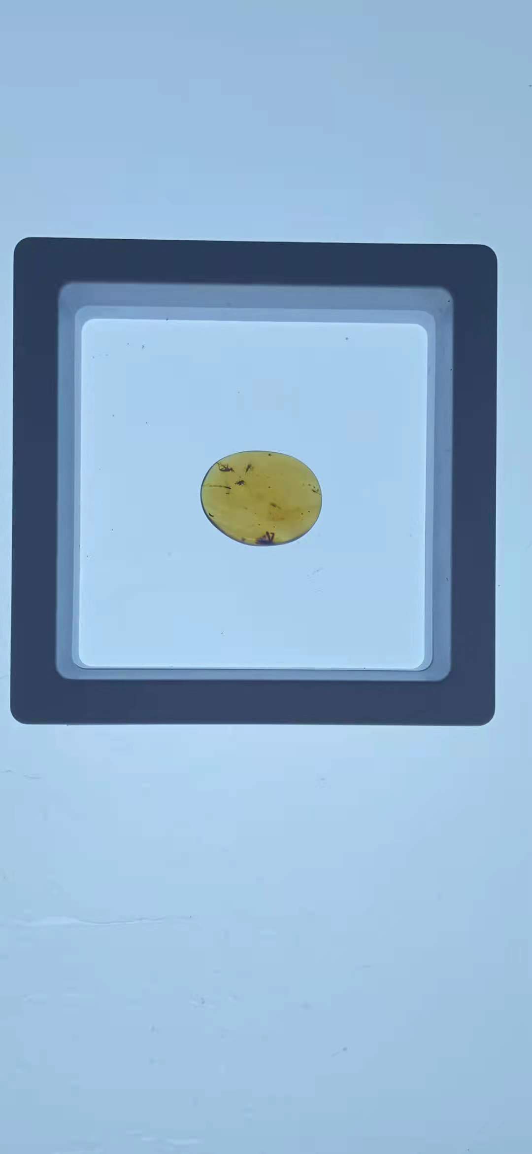 天然琥珀昆蟲標本