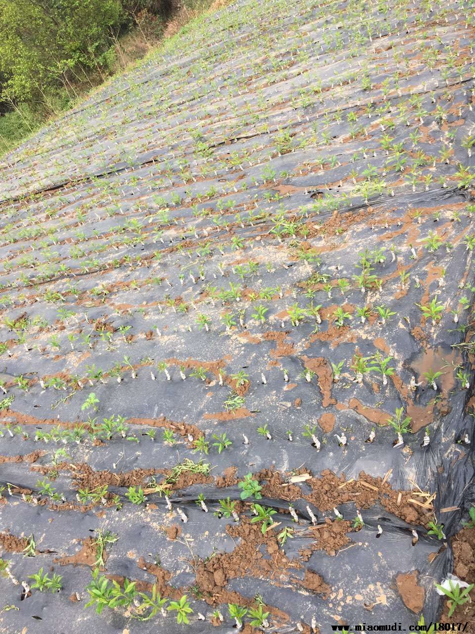 廣元紅心奇異果苗大量批發(fā)價格