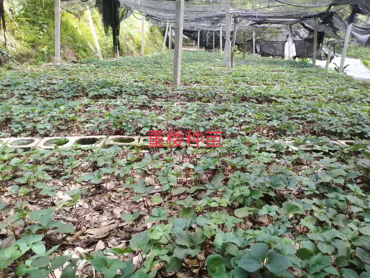 四川重樓價(jià)格，重樓多少錢