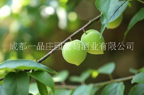 廠家供應 酒吧酒館發(fā)酵型桶裝青梅酒