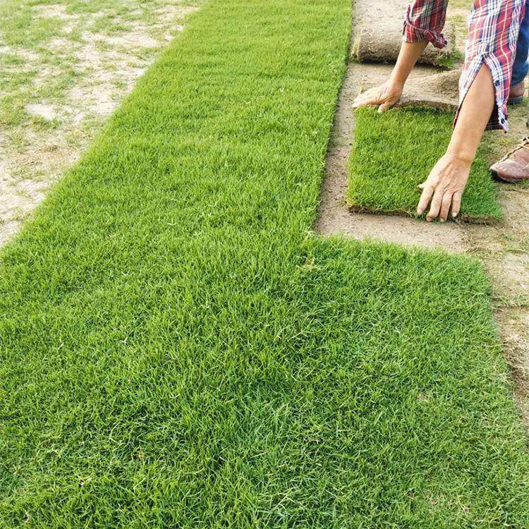 馬尼拉草卷哪里好  馬尼拉草卷多少錢