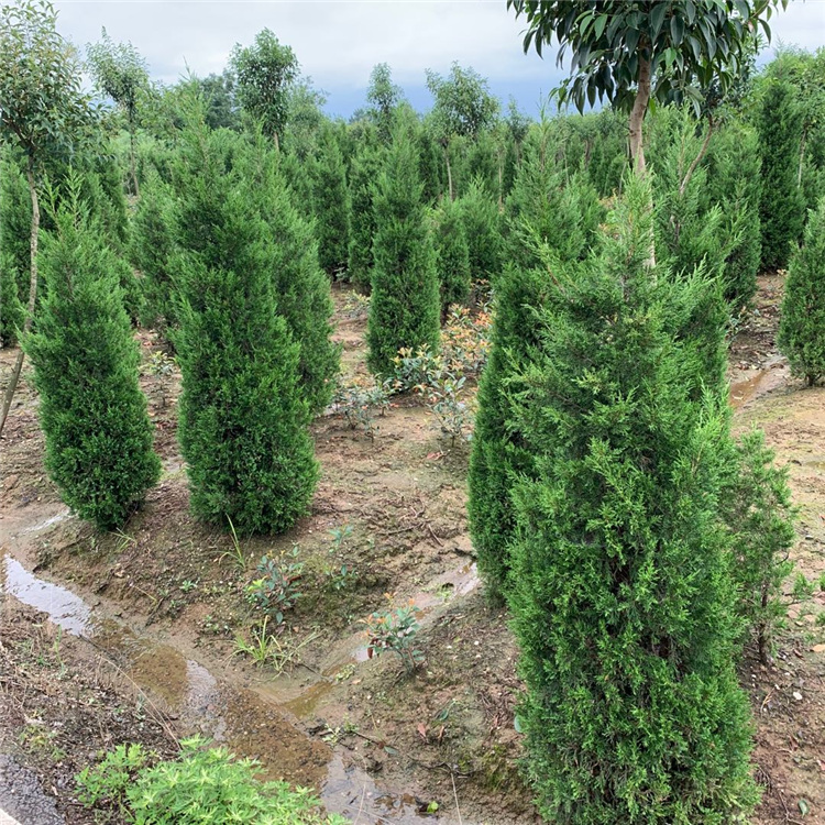 滁州塔柏苗種植基地、滁州塔柏苗產(chǎn)地直發(fā)-滁州塔柏苗多少錢一棵