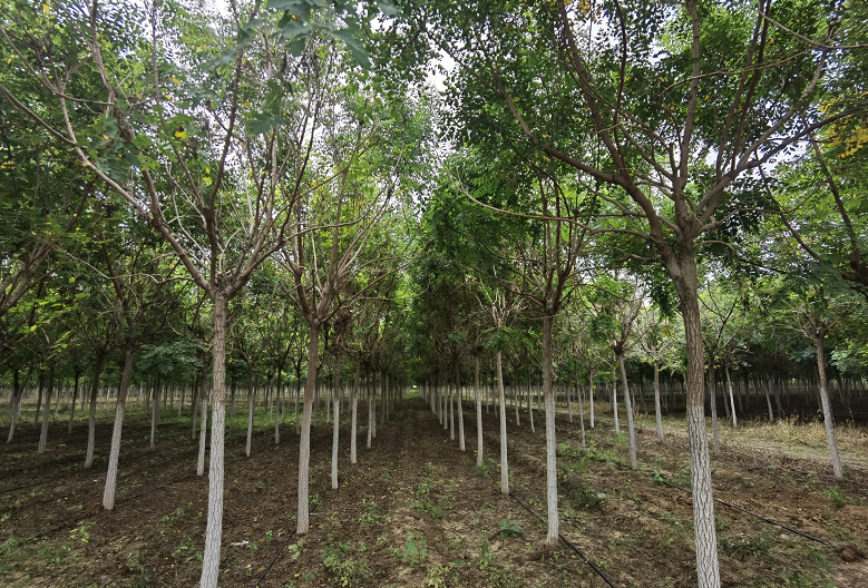 欒樹批發(fā) 欒樹價格 大量出售各種規(guī)格欒樹