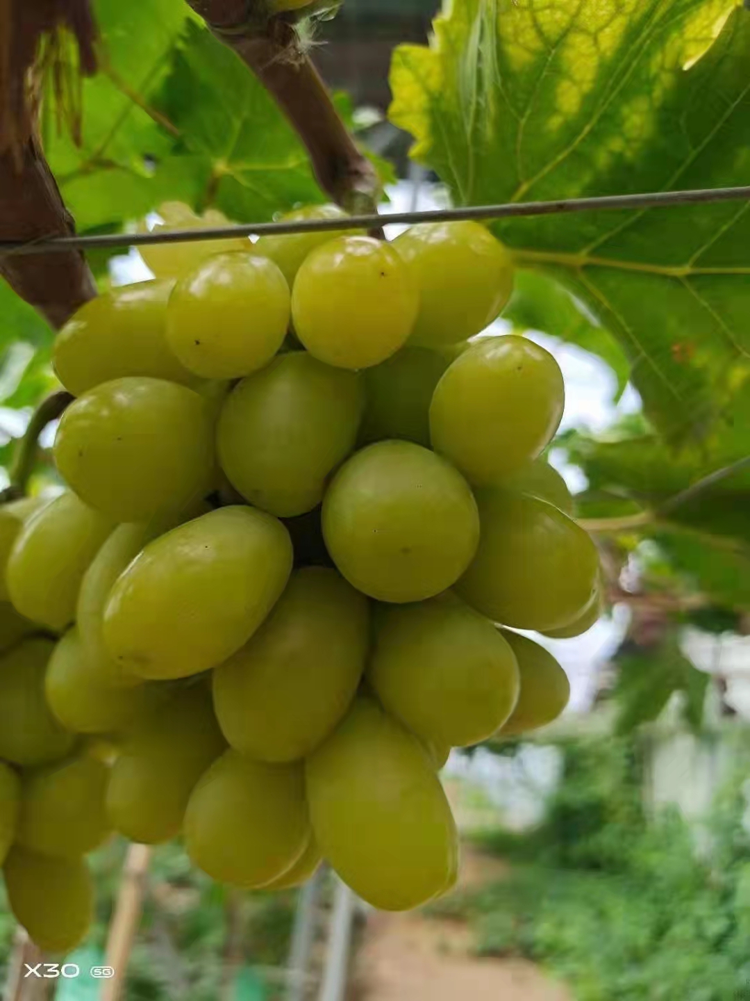 秋天清脆葡萄苗