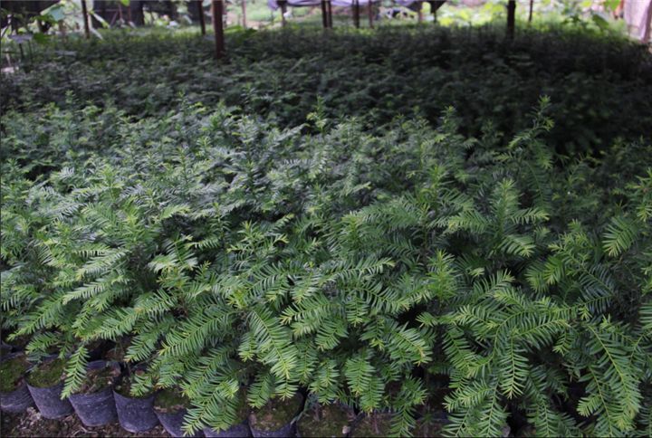 福建紅豆杉批發(fā)廠家  紅豆杉多少錢