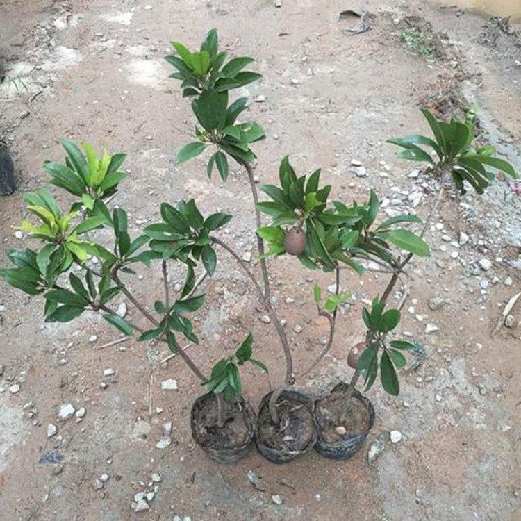 茂名大量批發(fā)人心果樹苗基地_特大果軟枝人心果樹苗價(jià)格