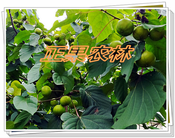 油桐規(guī)劃種植須知