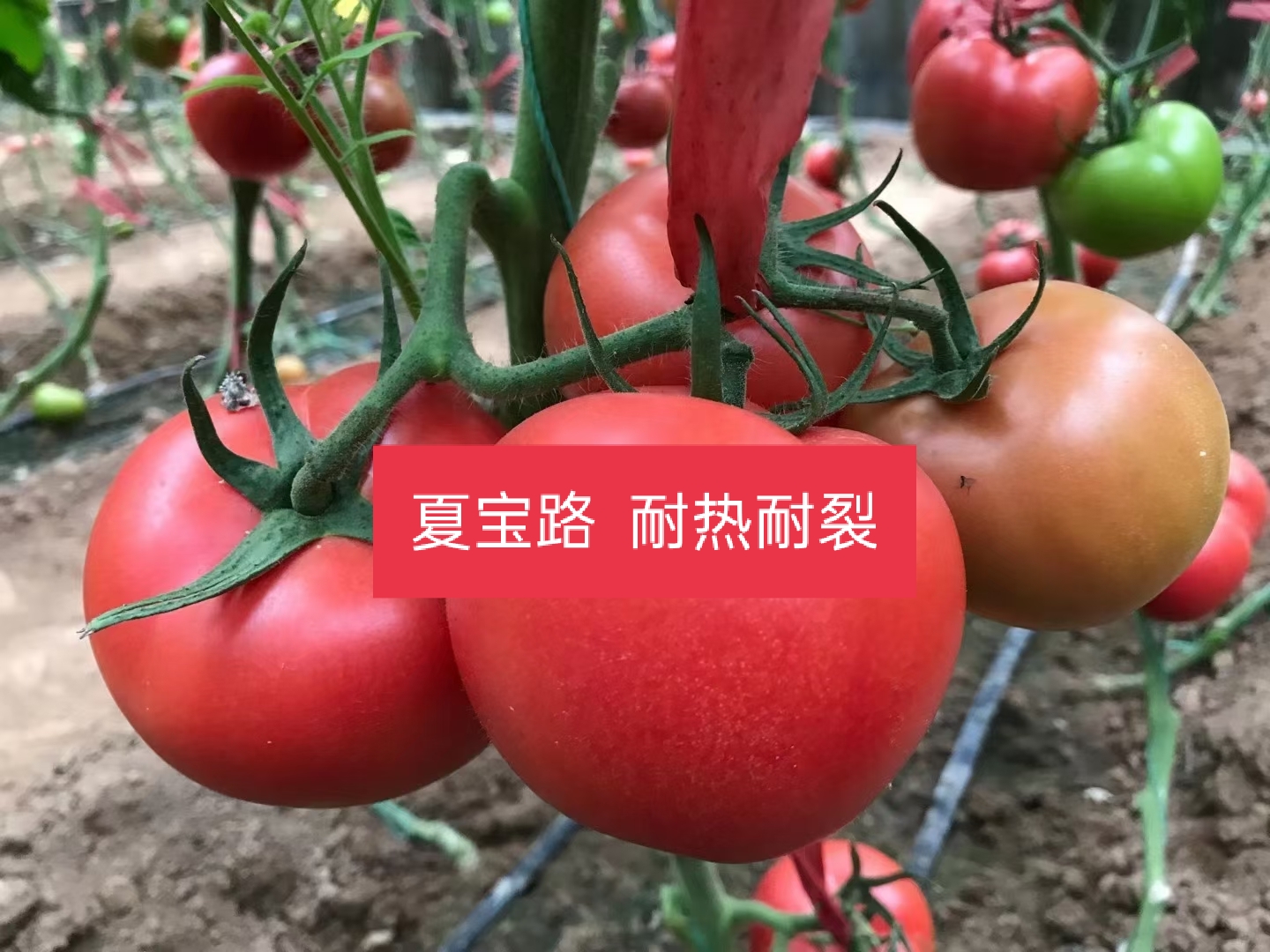山東青島夏寶路番茄種子批發(fā)公司銷售價(jià)格 夏寶路種子
