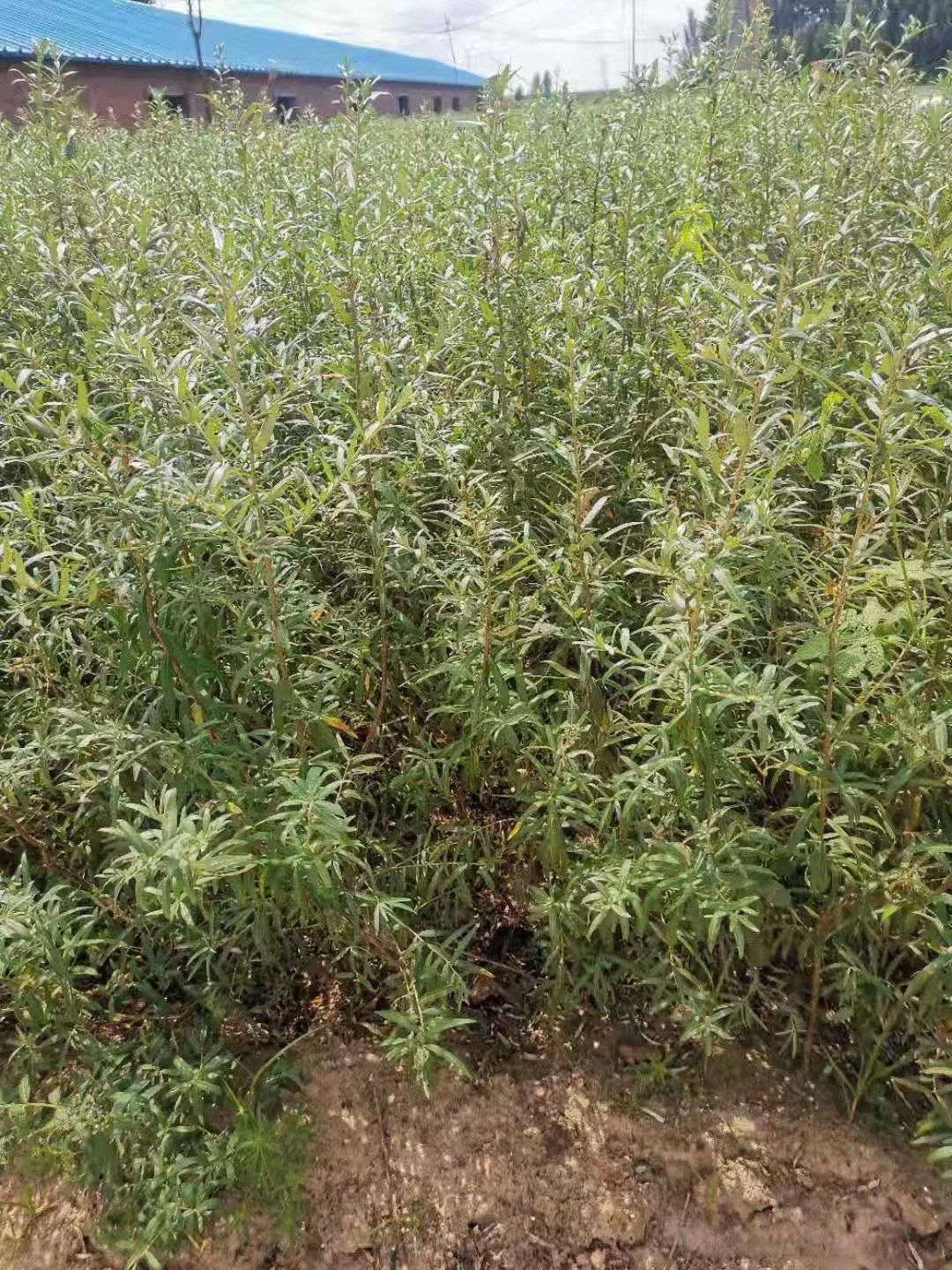 遼寧沙棘苗多少錢_種植_供應(yīng)