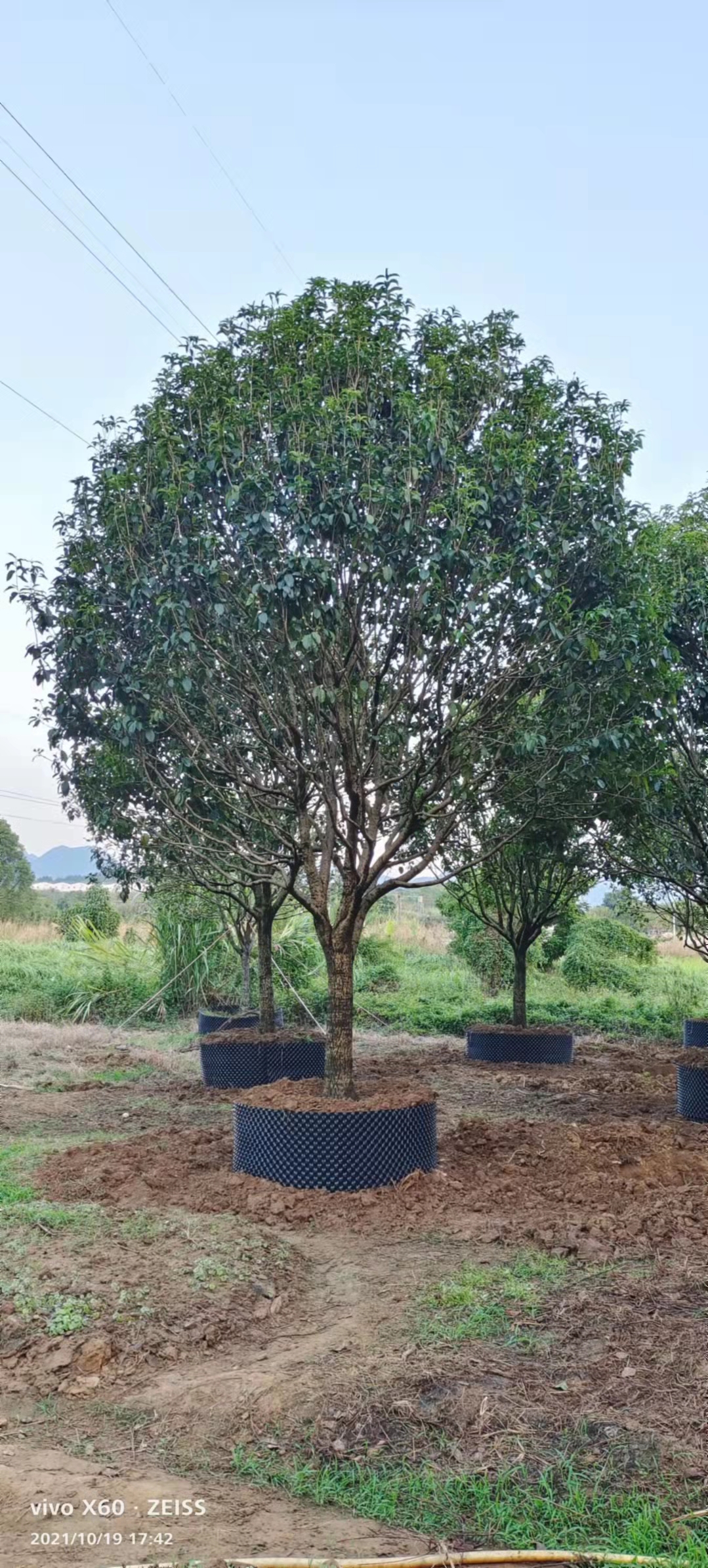 桂林四季桂花樹(shù)/四季桂花樹(shù)批發(fā)商/四季桂花樹(shù)基地