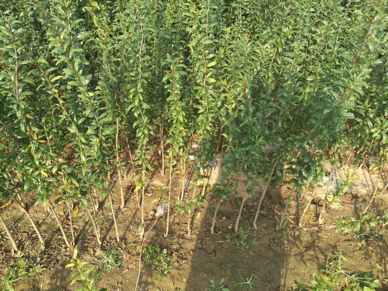 北京石榴苗基地 石榴果樹苗價格 招遠(yuǎn)市小波鮮花店