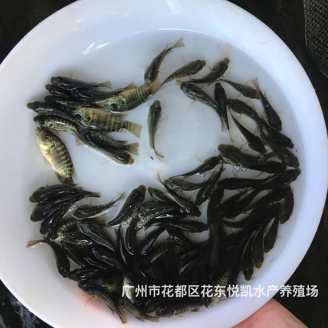 易養(yǎng)快大溫泉魚親親魚苗洗腳魚星子魚