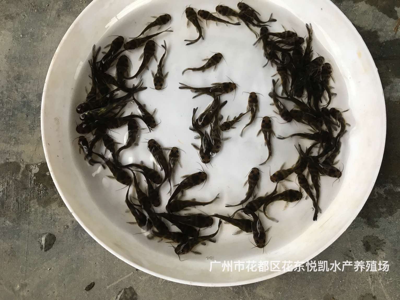 易養(yǎng)快大黃顙魚苗黃鋒魚苗黃刺骨魚苗黃臘丁魚苗