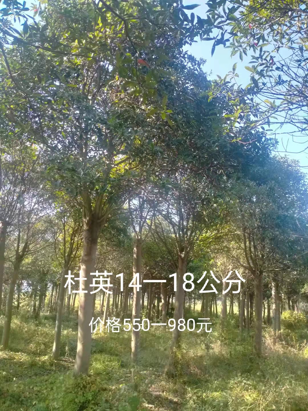 江西杜英-基地-批發(fā) 江西杜英基地