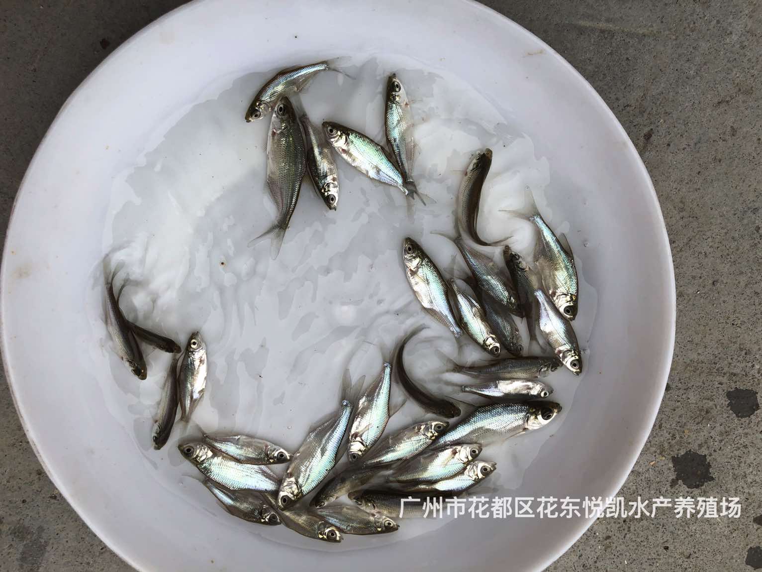 易養(yǎng)快大武昌魚苗邊魚苗沙鳊魚苗鳊魚苗
