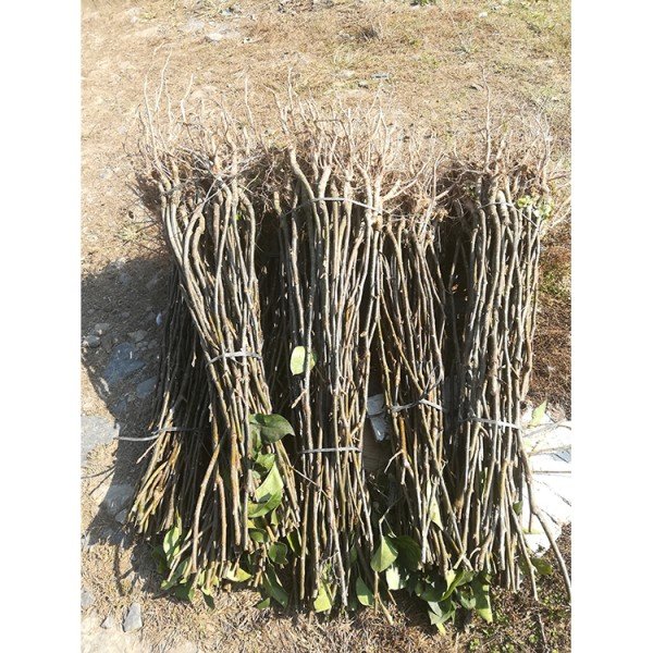 綠鑫 金秋梨樹苗 金秋梨梨樹苗現挖苗 梨樹苗基地