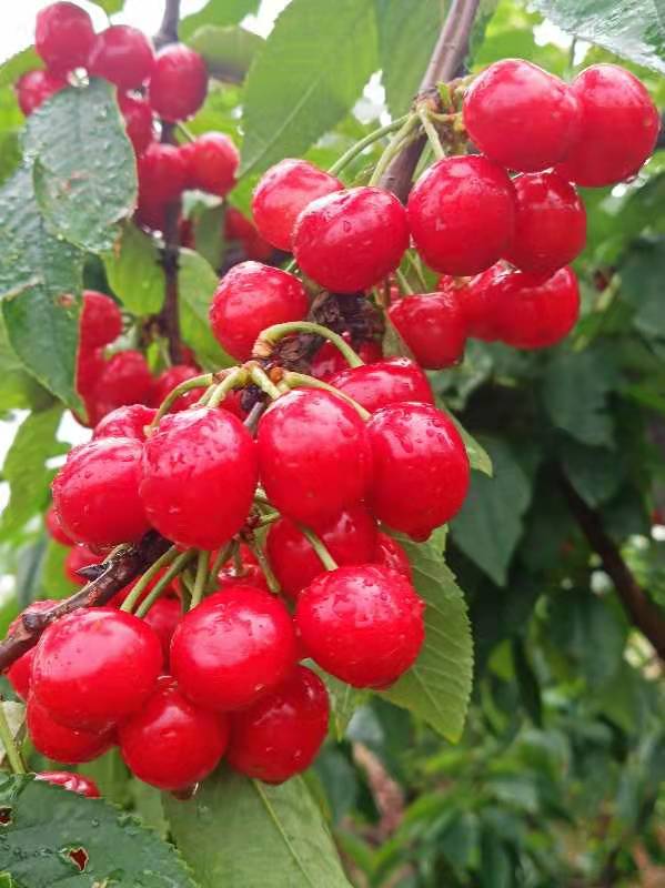 河南大量批發(fā)拉賓斯櫻桃苗基地/哪家成活率高？