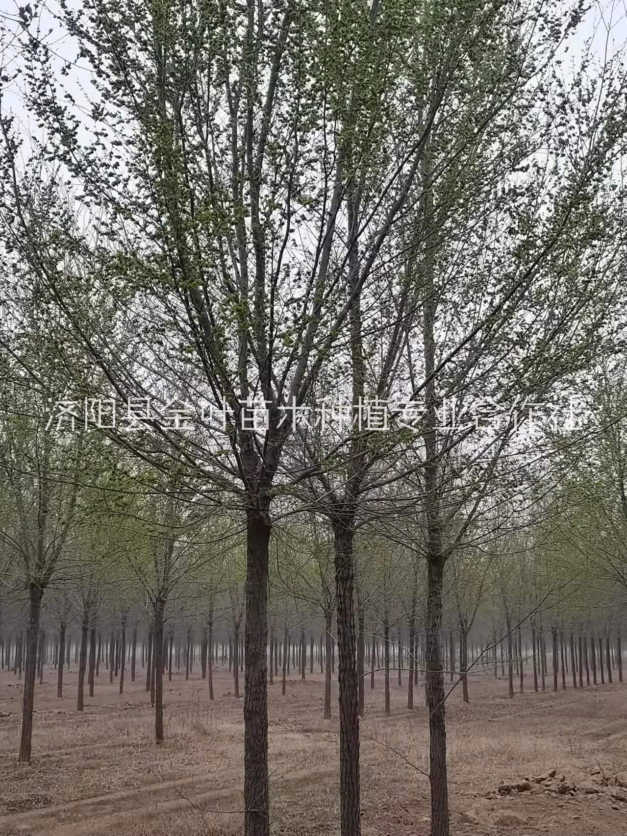 榆樹種植基地  榆樹供應(yīng) 榆樹廠家【濟陽縣金葉苗木種植專業(yè)合作社】