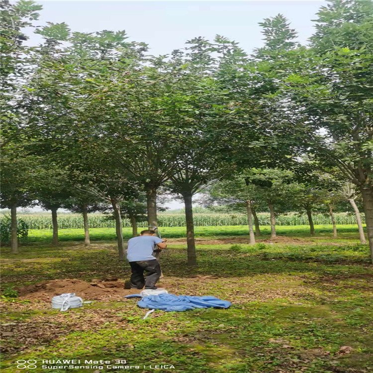 騰越白蠟基地出售多少錢一棵？