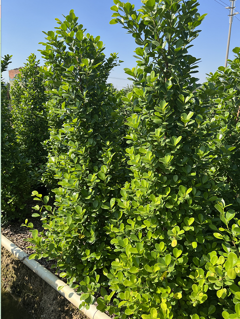 海南搖錢(qián)樹(shù)價(jià)格 *榕基地