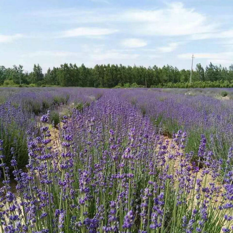 供應(yīng)香草盆景薰衣草 薰衣草種苗干花 盆栽種苗種子