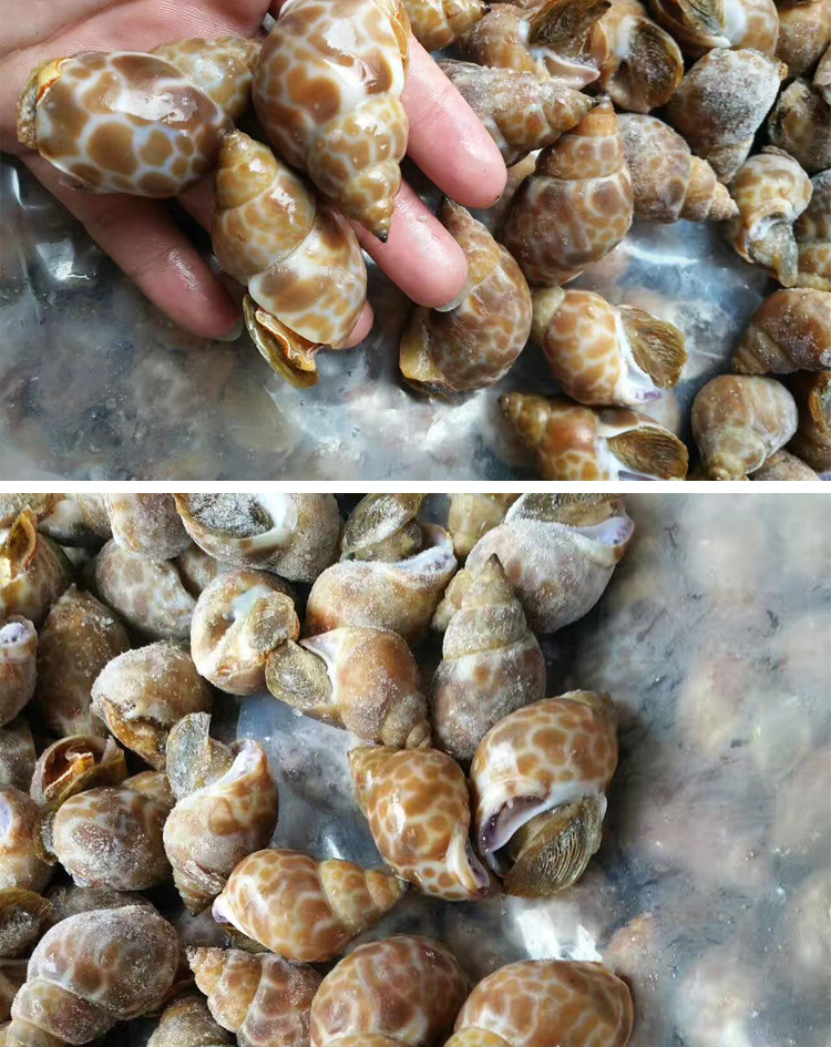 印度長(zhǎng)尾花螺進(jìn)口青島的報(bào)關(guān)行