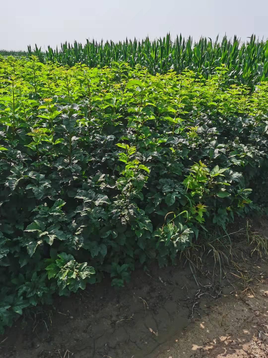 天目瓊花供應(yīng)，河北天目瓊花，天目瓊花產(chǎn)地，天目瓊花價(jià)格