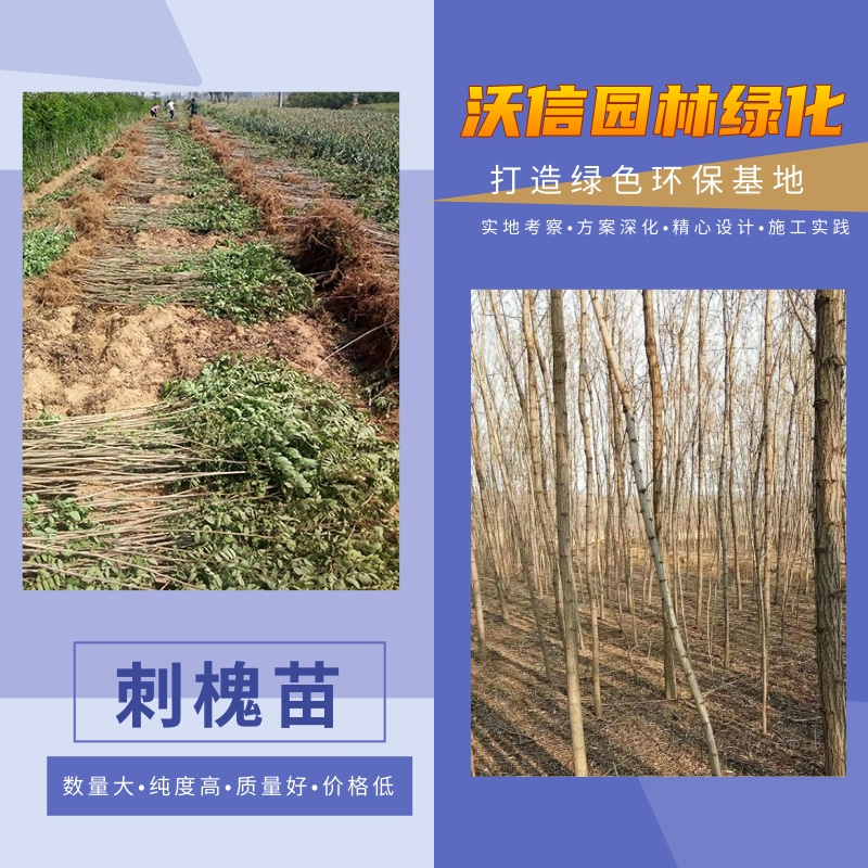 揚(yáng)州0.3公分刺槐苗批發(fā)、種植基地、產(chǎn)地出售【河南沃信園林綠化工程有限公司】