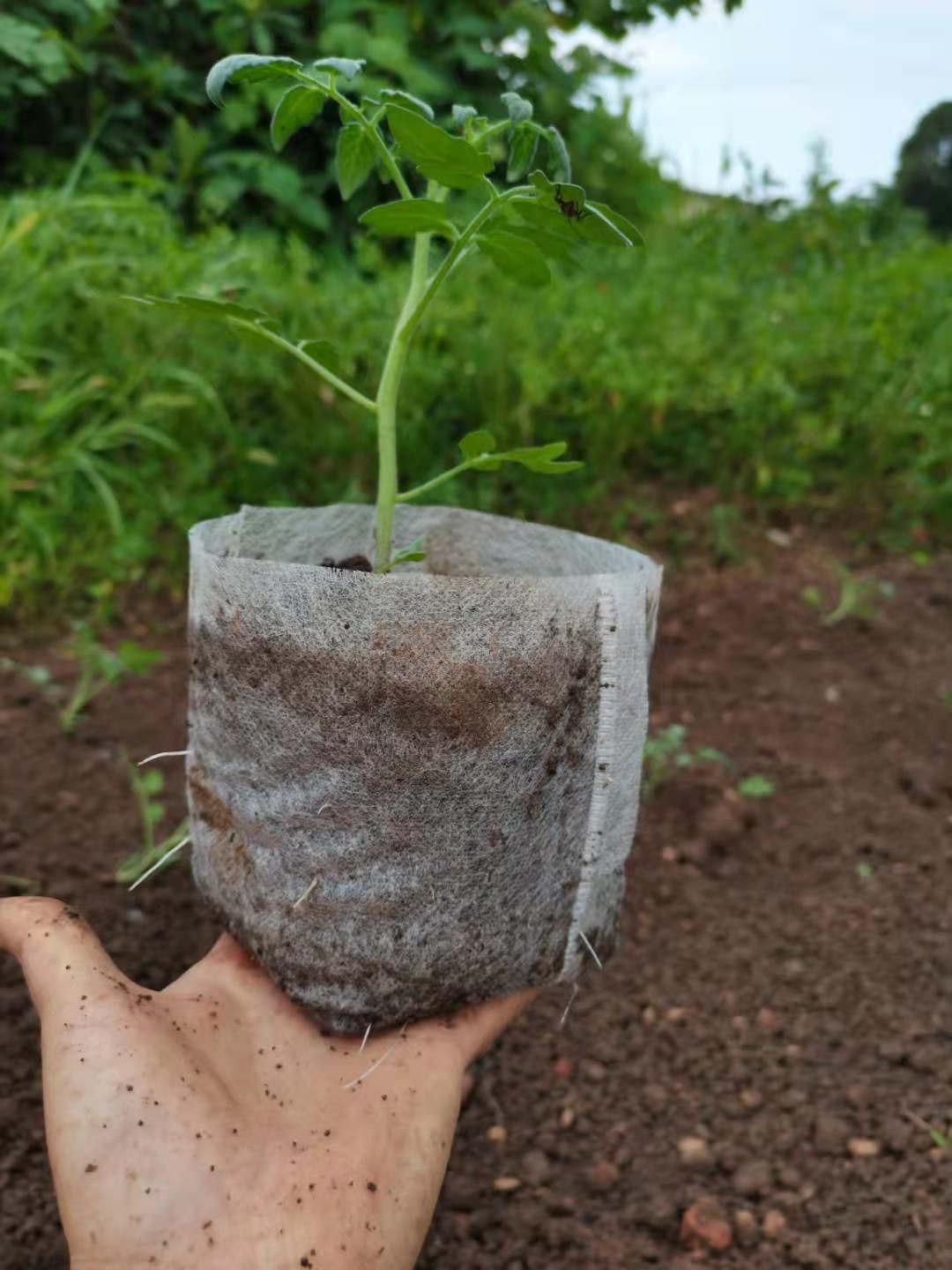 可降解免脫袋 可移栽 無(wú)紡布育苗袋 現(xiàn)貨供應(yīng)