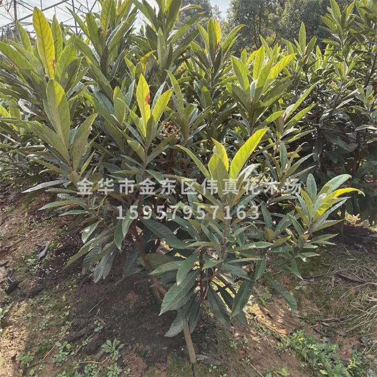 基地批發(fā)枇杷樹 供應五星枇杷 嫁接枇杷小樹 量大優(yōu)惠