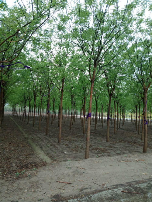 河北國(guó)槐 國(guó)槐基地