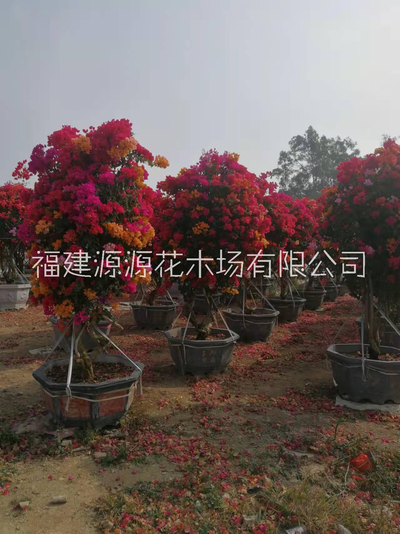 五鵲三角梅莊種植、批發(fā)價格