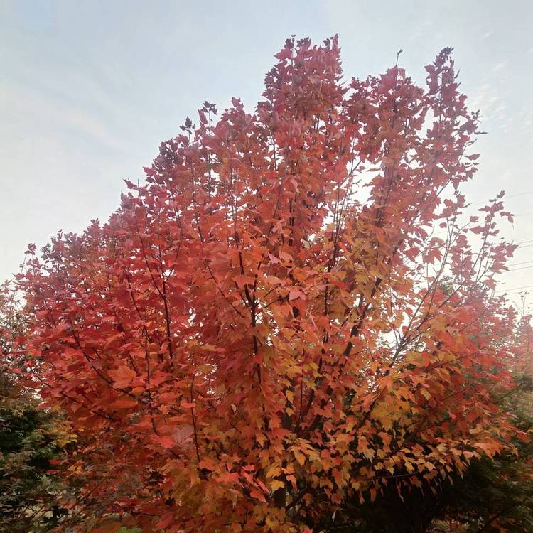 美國(guó)紅楓十月光輝廠家  美國(guó)紅楓十月光輝報(bào)價(jià)