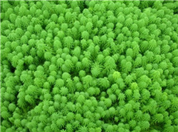 武漢沉水植物多少錢  武漢沉水植物公司