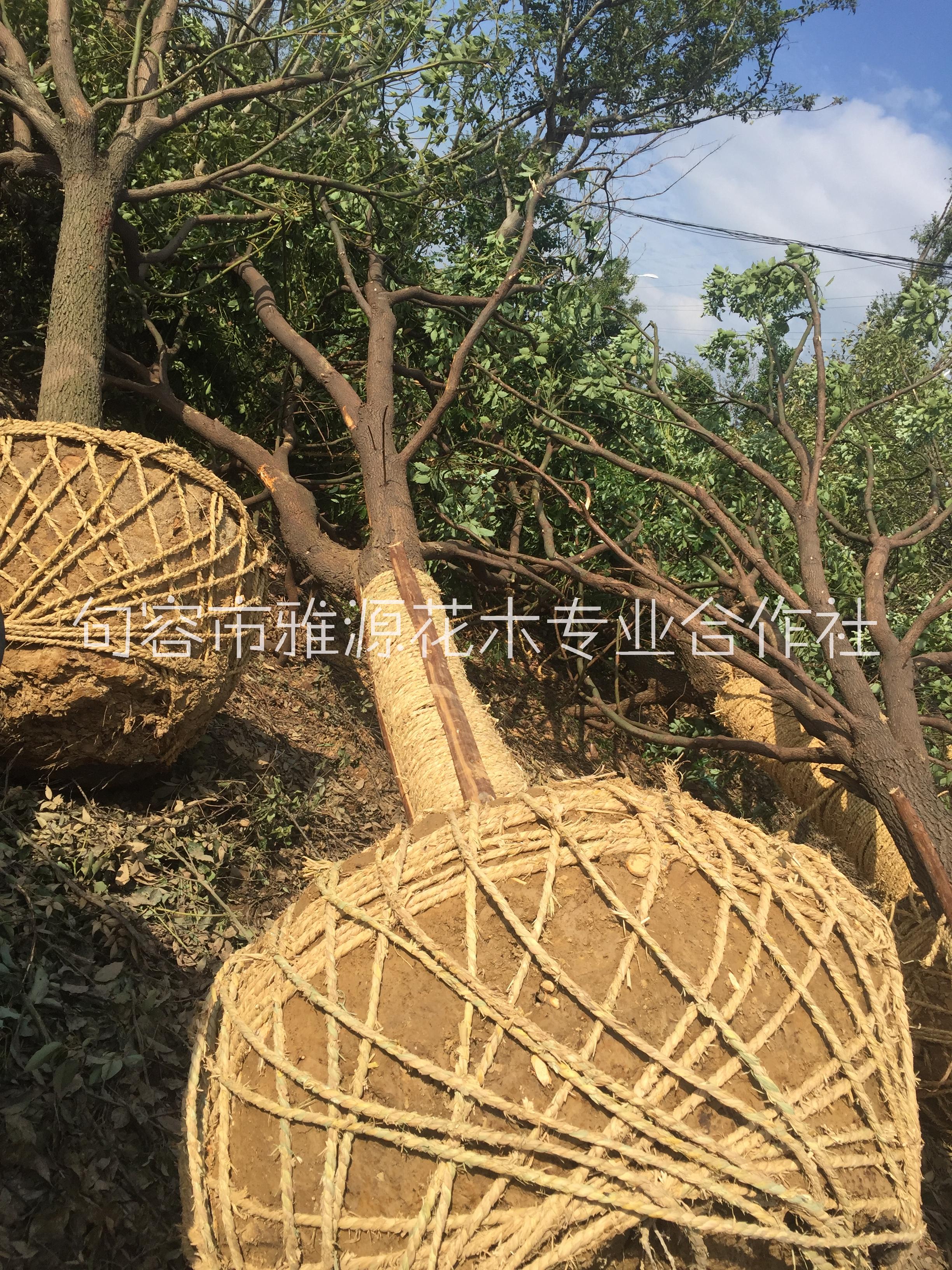 江蘇省 句容市苗圃基地直接供應行道樹 18公分櫸樹