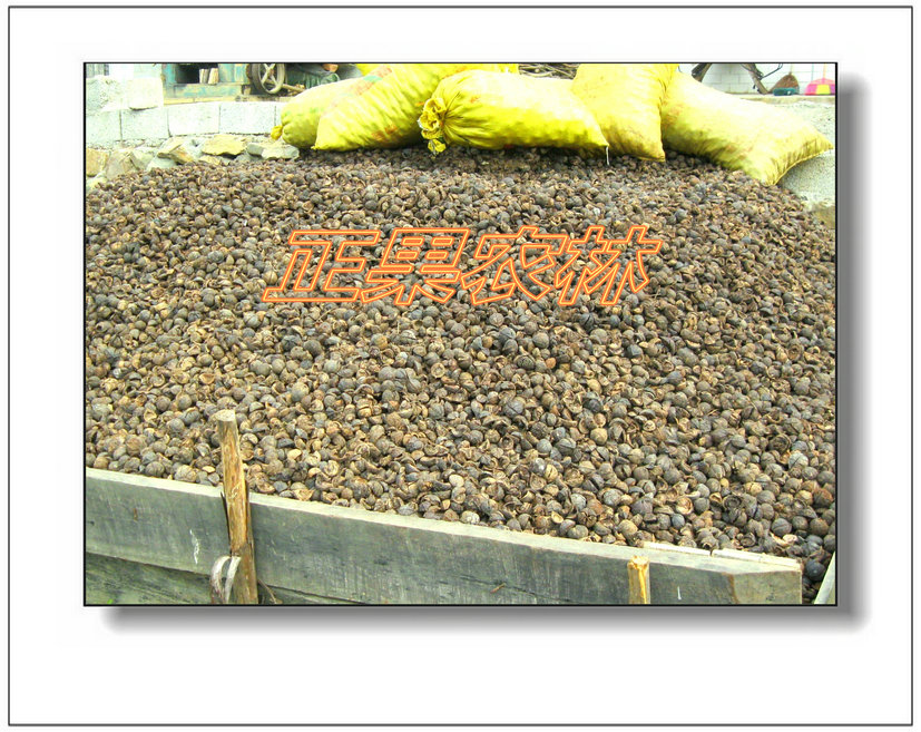 長期供應(yīng)油桐生果果殼（千年桐、三年桐）