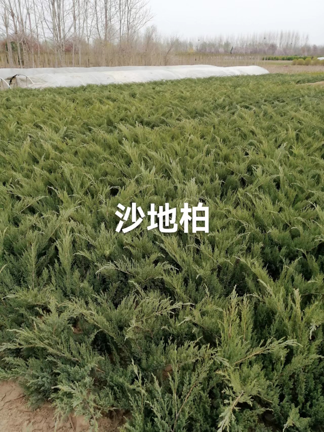 沙地柏生產(chǎn)基地 沙地柏種植