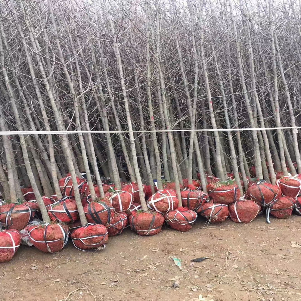 湖南晚櫻批發(fā)-種植-苗圃-基地-多少錢【山東迎瑞園林綠化工程有限公司】