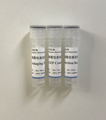 慢病毒包裝試劑盒 Lentiviral Packaging Kit