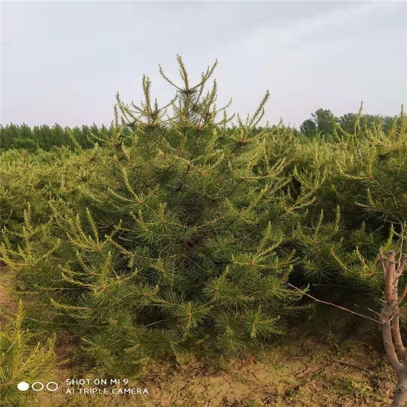 山東 2米白皮松基地及價(jià)格