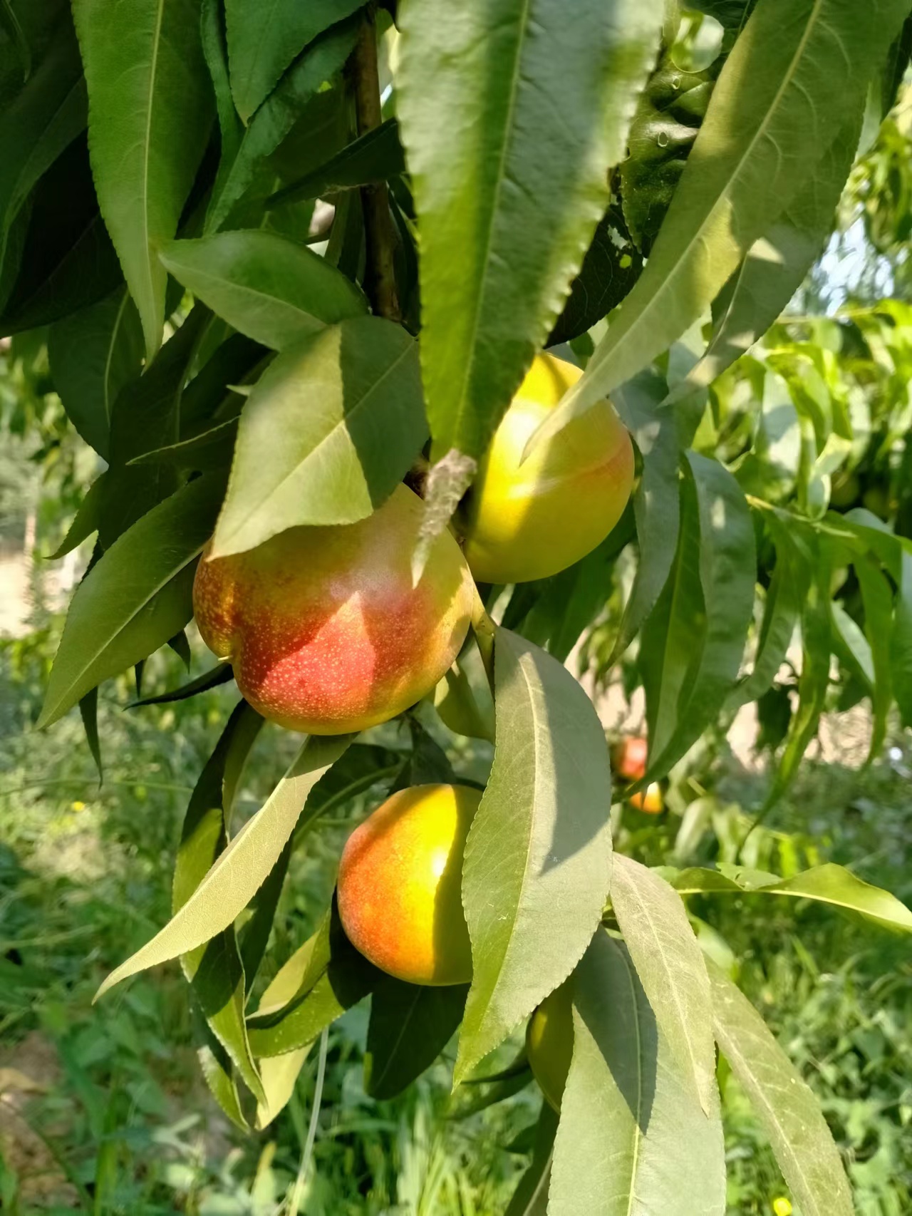 晉州油桃產(chǎn)地直銷