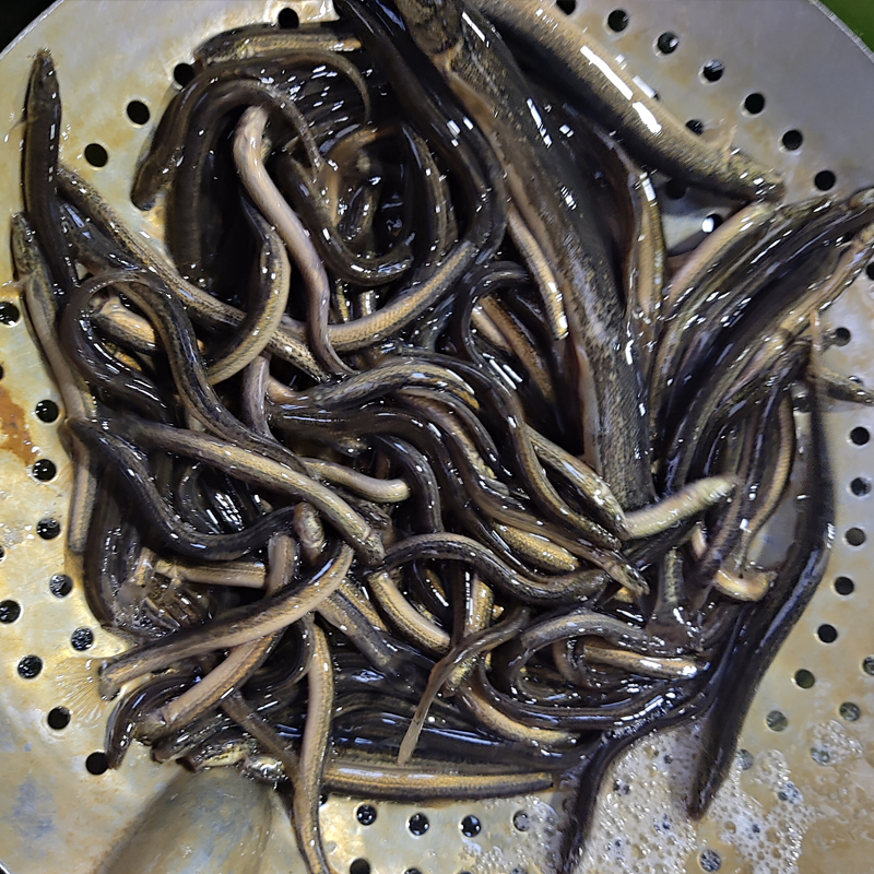淡水魚收貨電話 長(zhǎng)年收翹嘴魚 紅尾魚 麻鰱魚 大小白魚 吉林淡水魚收商電話