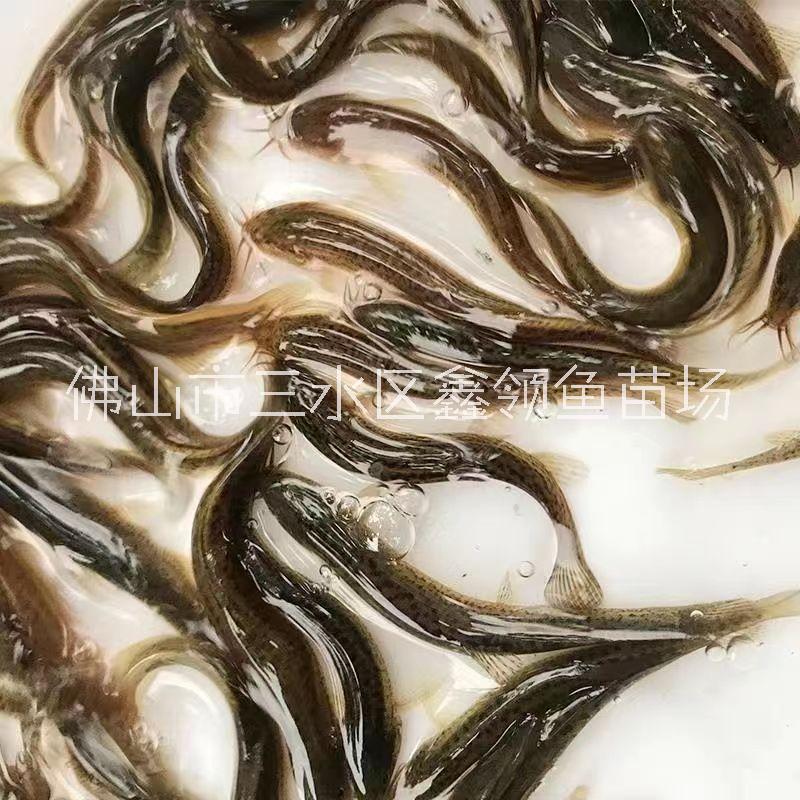 臺灣泥鰍/廣西臺灣泥鰍苗出售/廣西南寧泥鰍苗養(yǎng)殖場/廣西臺灣泥鰍苗批發(fā)/廣西臺灣泥鰍養(yǎng)殖條件