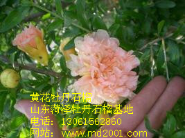 黃花瑪瑙石榴