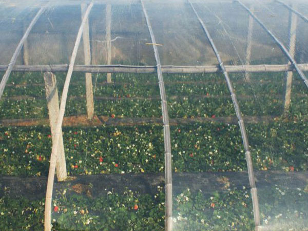 大棚膜廠家 大棚膜哪里便宜