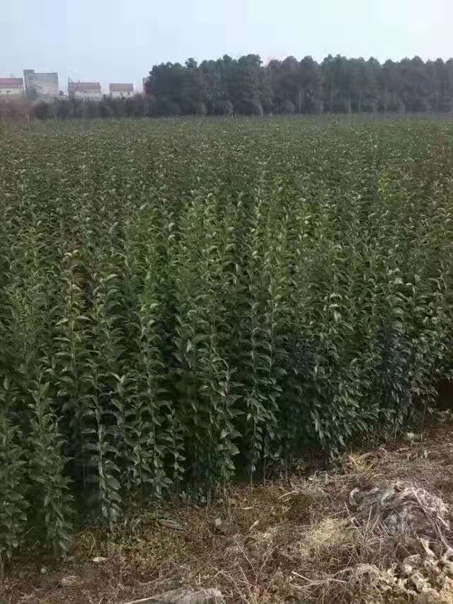 宜昌大葉女貞批發(fā)價(jià)格 宜昌大葉女貞基地 宜昌大葉女貞報(bào)價(jià)