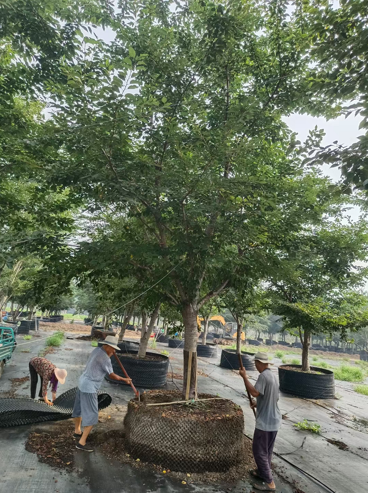 容器苗染井吉野 20-30公分 早櫻 櫻花 風(fēng)景園林綠化