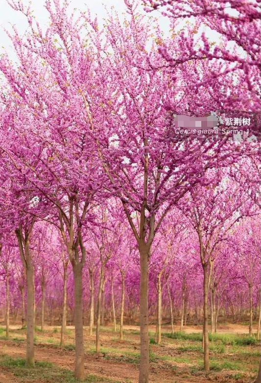 庭院綠化苗木 巨紫荊 10-13公分 滿條紅園林風(fēng)景樹